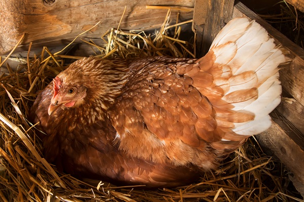 Free range chicken sitting on eggs in a nesting box